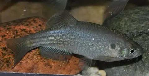 Danio dangila