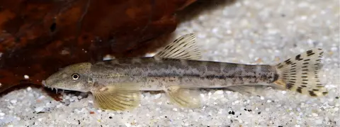 台湾缨口鳅