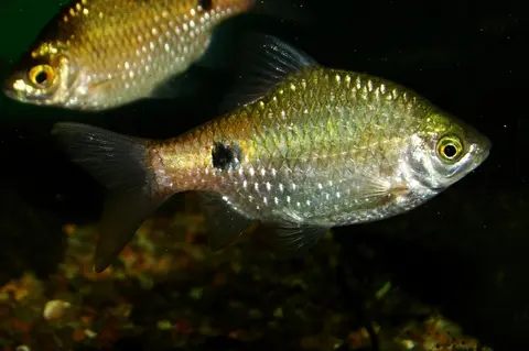 玫瑰鲫