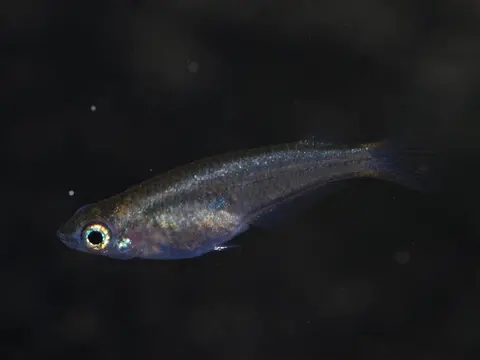 Oryzias wolasi