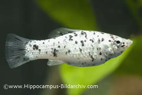 帆鳍摩利鱼