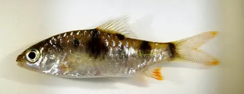 Dawkinsia tambraparniei