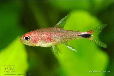 Axelrodia riesei
