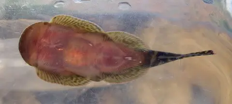 Gastromyzon sp. 'SK04'
