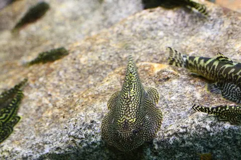 Sewellia albisuera