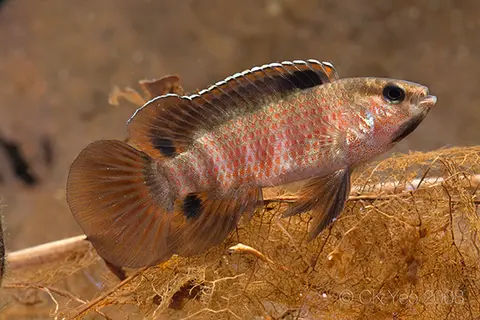 Badis sp. 'Buxar'