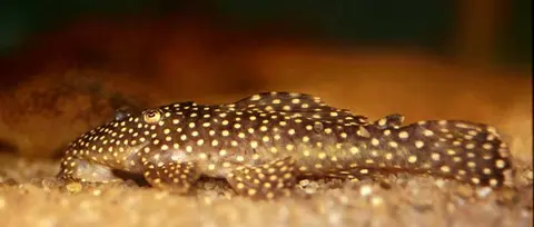 Leporacanthicus galaxias