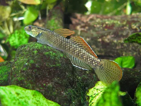 Stiphodon ornatus