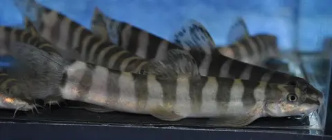 Schistura hypsiura