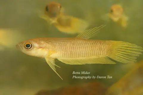 Betta midas