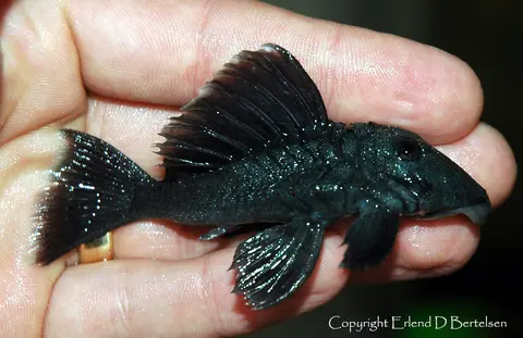 Baryancistrus beggini