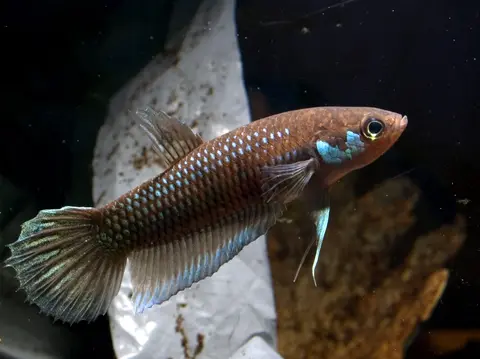 Betta krataios