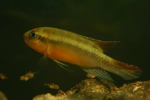 Congochromis sabinae