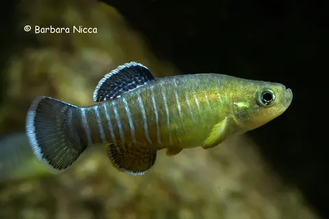 Esmaeilius persicus