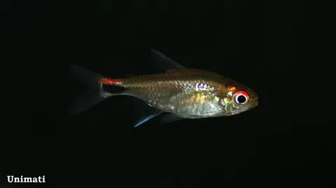 Axelrodia riesei