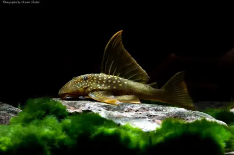 Baryancistrus demantoides