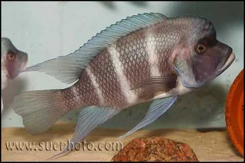 Cyphotilapia gibberosa