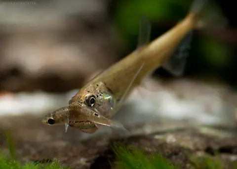 Hydrolycus armatus