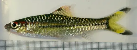 Sahyadria chalakkudiensis