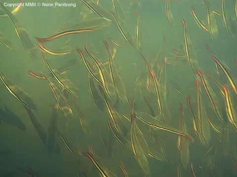 小盾鳢