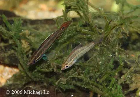 Parosphromenus allani