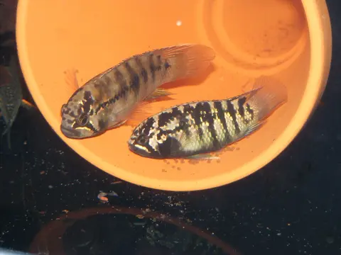 亚马逊河矮丽鱼