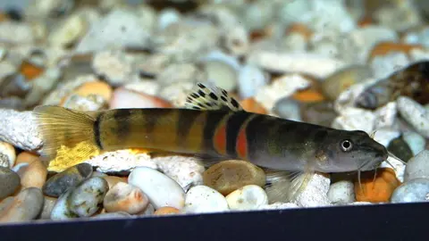 Schistura cf. balteata