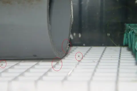 三间鼠