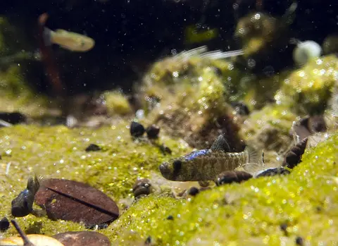 Cyprinodon desquamator
