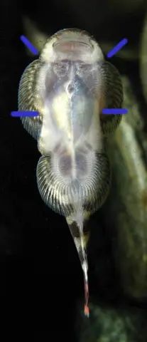 Gastromyzon aeroides
