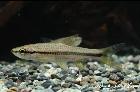 头条波鱼