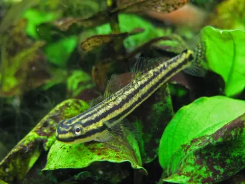 Stiphodon ornatus