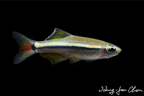 Tanichthys sp. 'Vietnam'