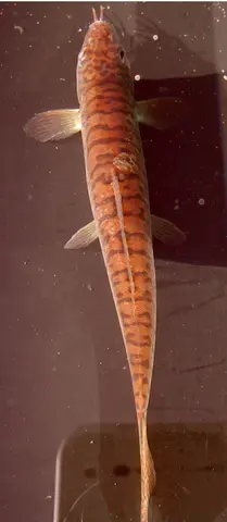 Acanthocobitis pavonacea