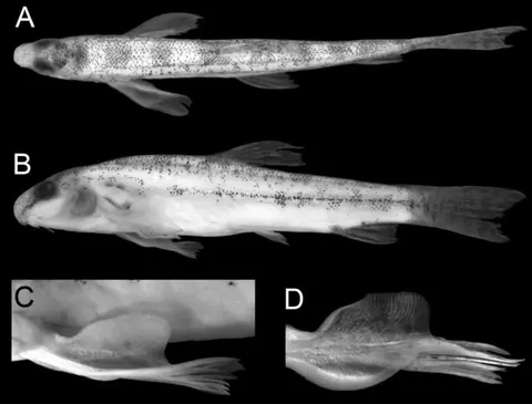 Lepidocephalichthys zeppelini