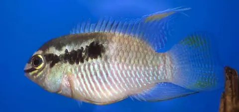 Laetacara thayeri